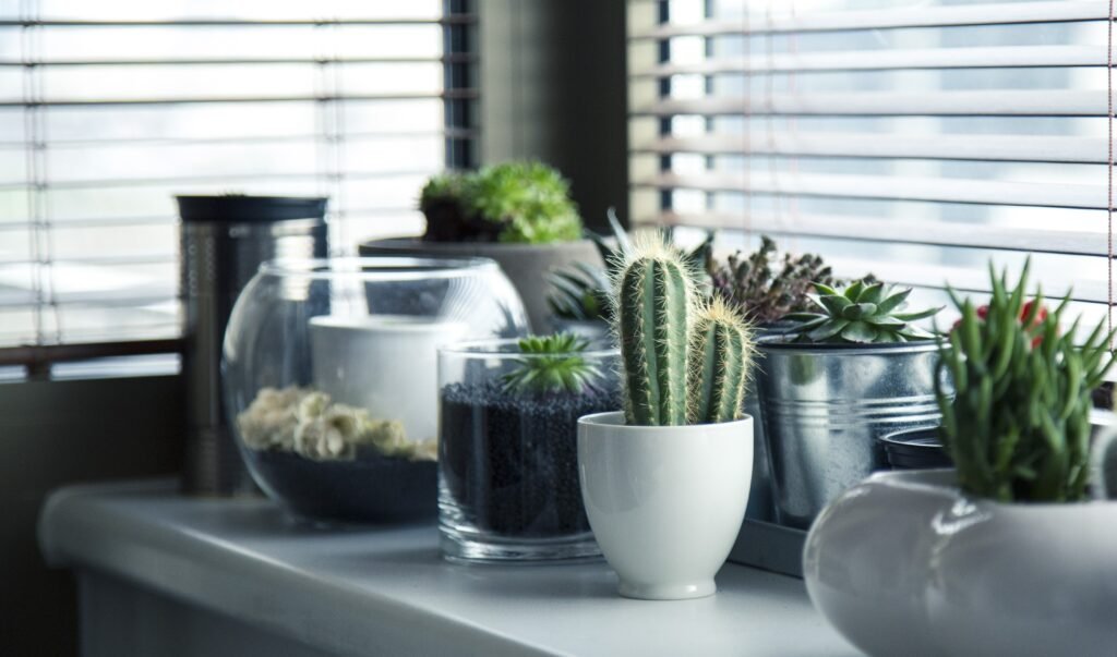 Why Indoor Plants Are More Than Just Decoration